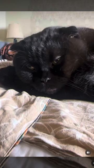 Все хотят котейку !)