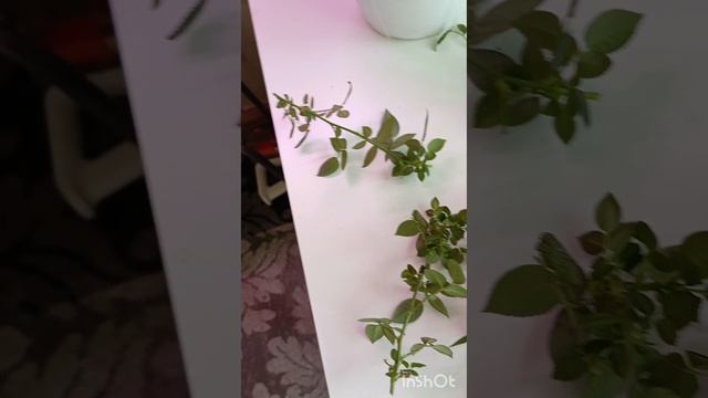 8 апреля! Поставила черенки роз на укореннение через пару недель уже будут корни 🙏👍❤ #роза  #цветы
