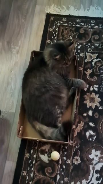 Доброй ночи!.mp4