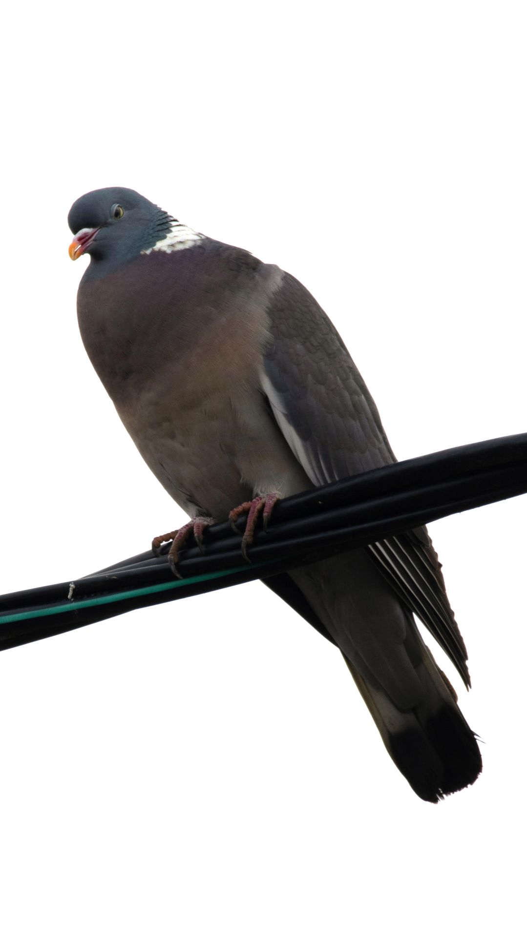 Как кричит вяхирь? Голос лесного голубя в деревне!