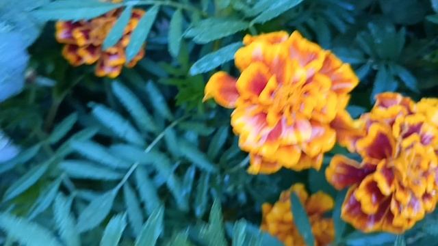 F16ef800936eb9517b841957edb70efc