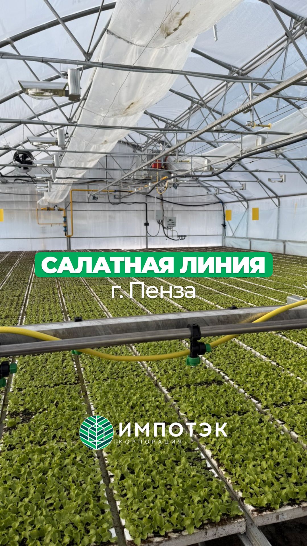 Салатная линия Пенза