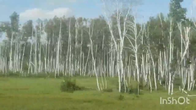 Вместо берёзовой рощи остались одни столбики 16/07/2025