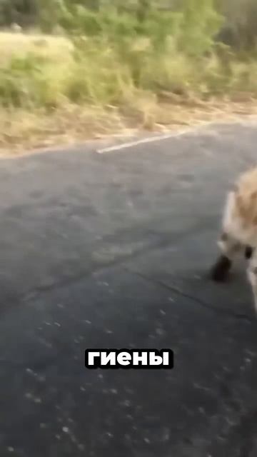 Гиены и их жуткий смех...#животные #природа #факты