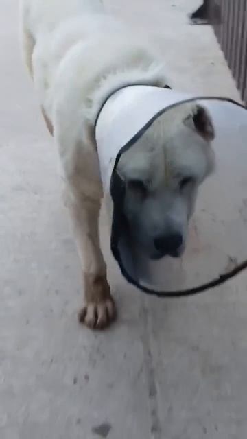 САО Амуру 🍀 нужны мясные консервы❗Пост в описании 🎥 #собака #сао #животные #алабай #любовь #друг