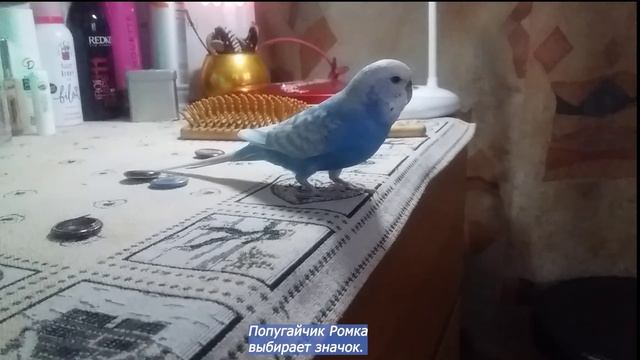 Волнистый попугайчик Ромка выбирает значок.#shortvideo