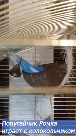 Попугайчик Ромка играет с колокольчиком. #shortvideo