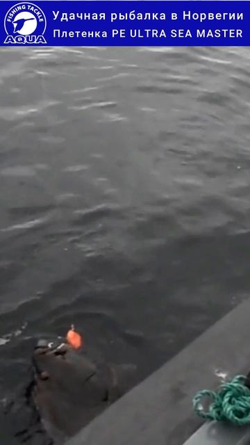 Удачная рыбалка в Норвегии.