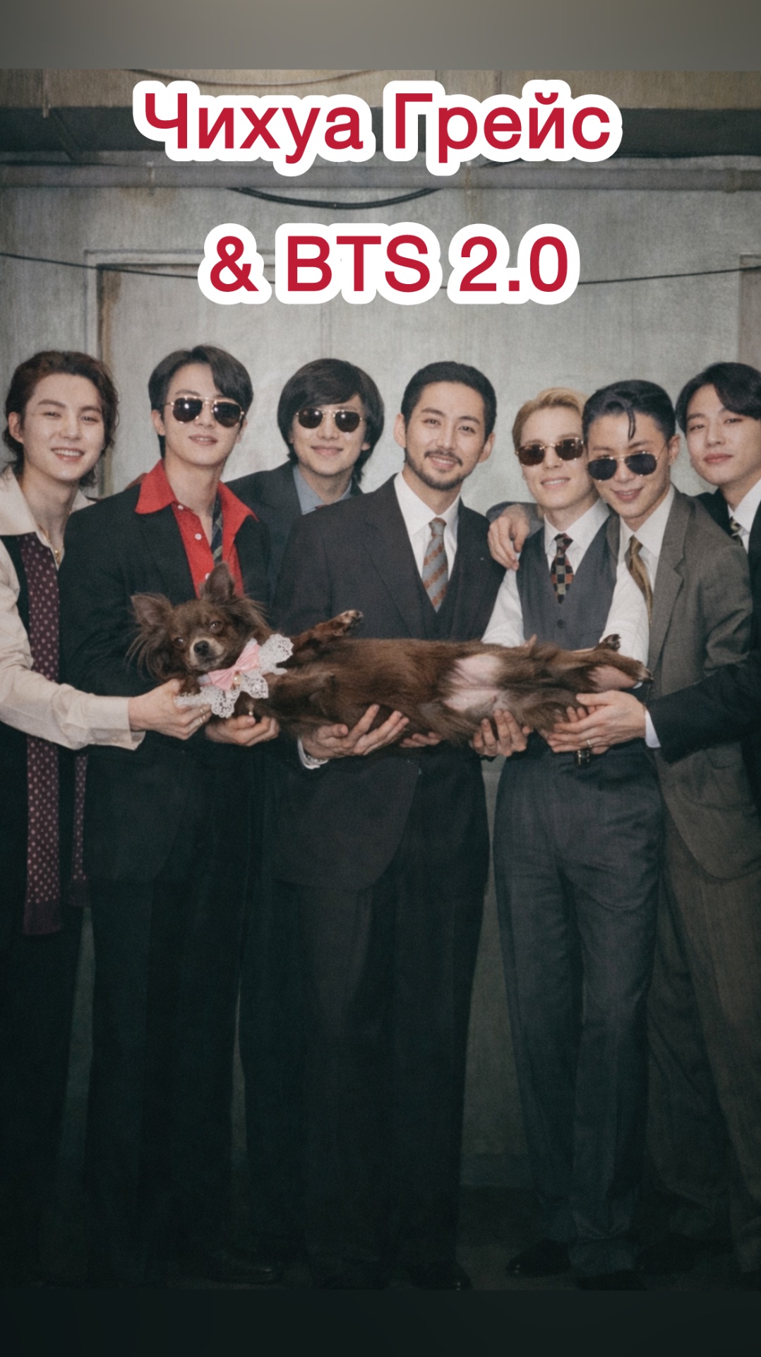 Красивая Чихуахуа Грейс танцует танец БТС - 2.0