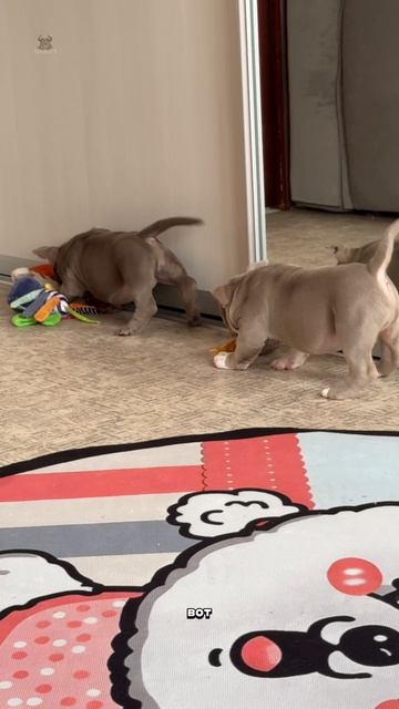 Хотите здоровую, правильную и уникальную собаку? Тогда вам в AlfaBulls!