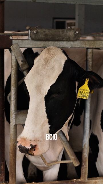 Аутсорсинг воспроизводства: решение для ферм без собственной технической базы