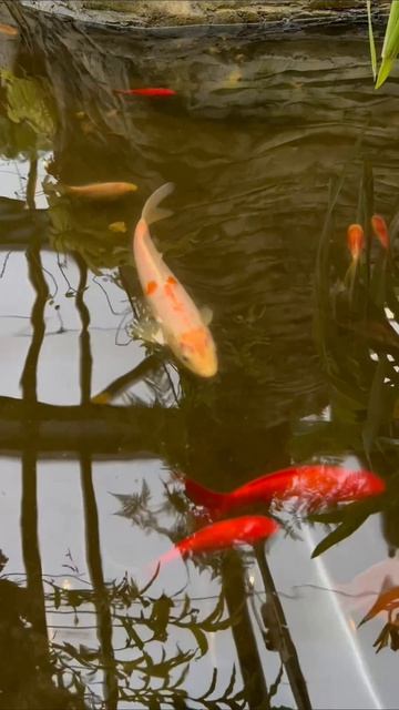 #релакс #аптекарскийогород #рыбки