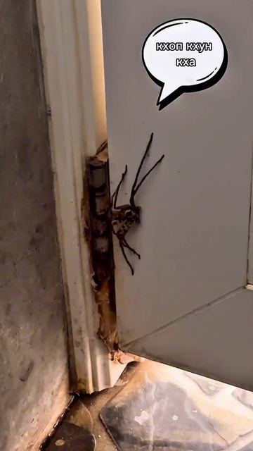 POV: заходишь в общественный туалет на Пхи-Пхи Доне #тайланд #таиланд #thailand #ДанилаПрайс #мем