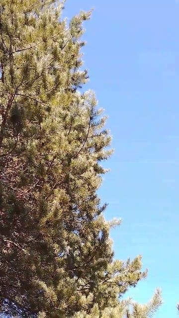 Сибирский весенний дзен