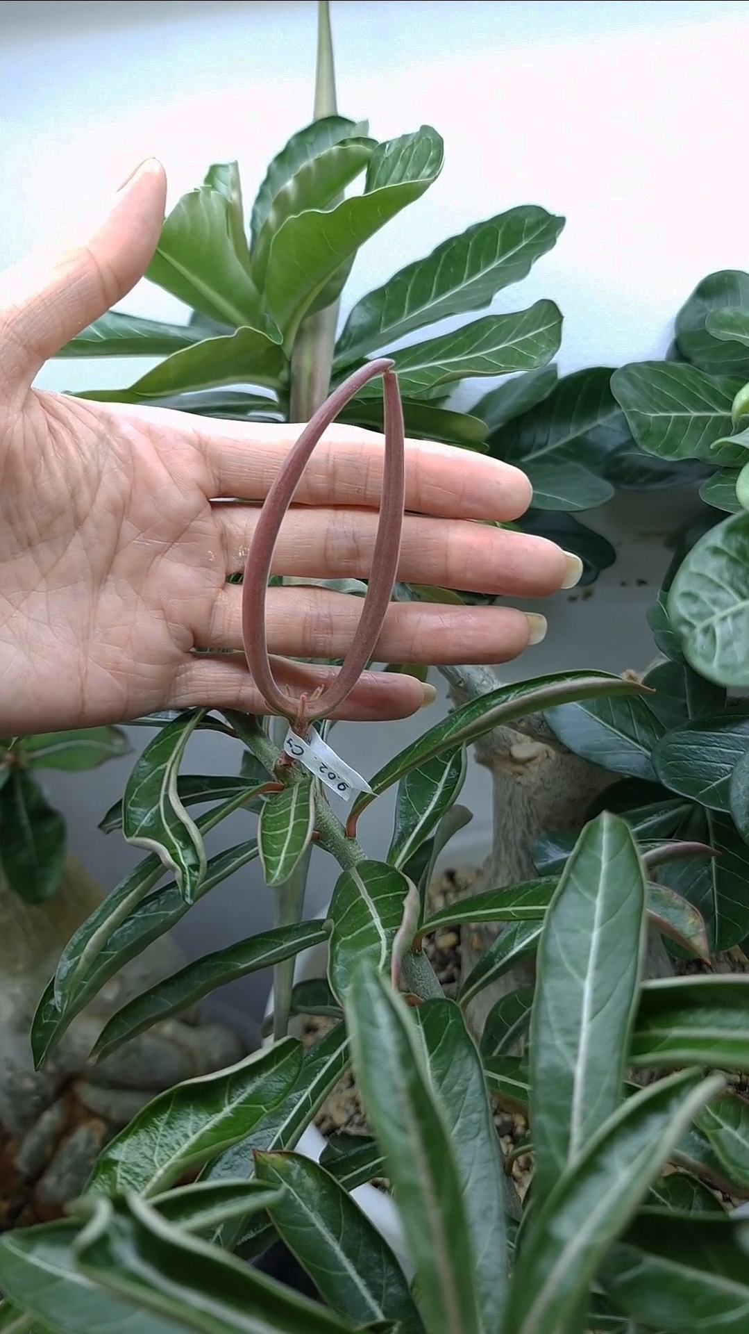 Семенные стручки адениума🤗 Семена моих опылений в наличии.