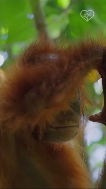 Детеныш орангутана 🦧