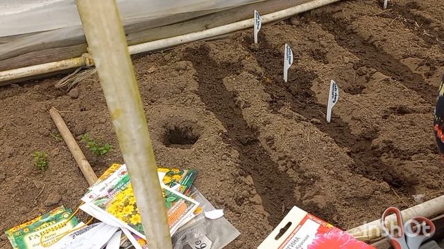 7 апреля 2026 года. Сею цветы... Стыд и позор!))))