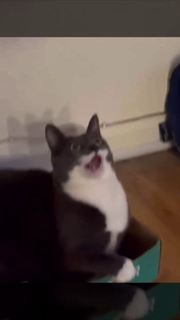 Играется в коробке