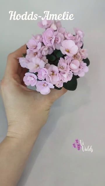 Фиалки Vi-violets (сорт Hodds-Amelie)