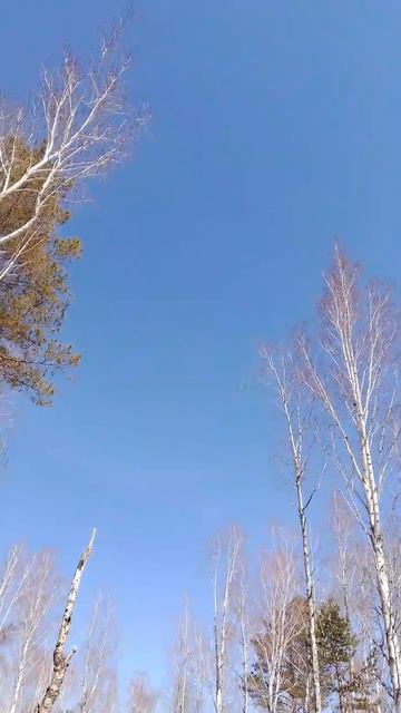 Васильковое небо весны