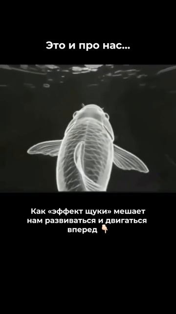 Эффект щуки