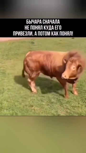 Бык попал в гарем)