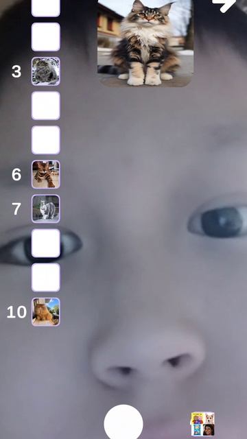 оцениваю кошек