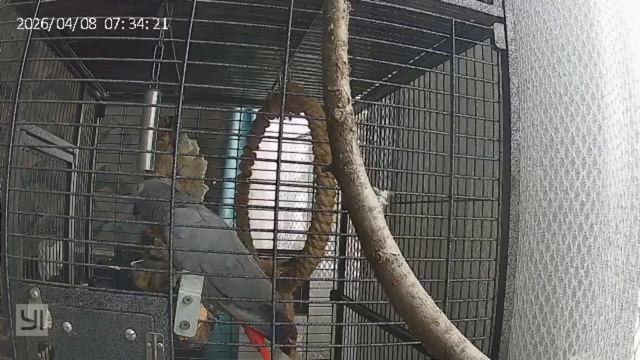 Доброе утро #попугай #говорящий #жако #мира #алло #белгород #ракета #предупреждение