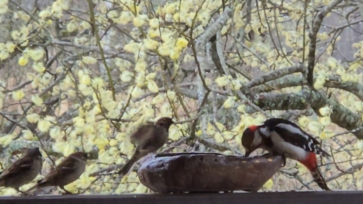 Фазаны под дождём, яркая ольха и начало сезона плетения