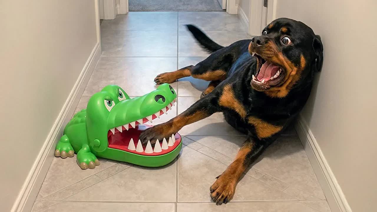 ЧРЕЗВЫЧАЙНО ДРАМАТИЧНЫЕ ЖИВОТНЫЕ, КОТОРЫЕ ЗАСТАВЯТ ВАС УЛЫБНУТЬСЯ