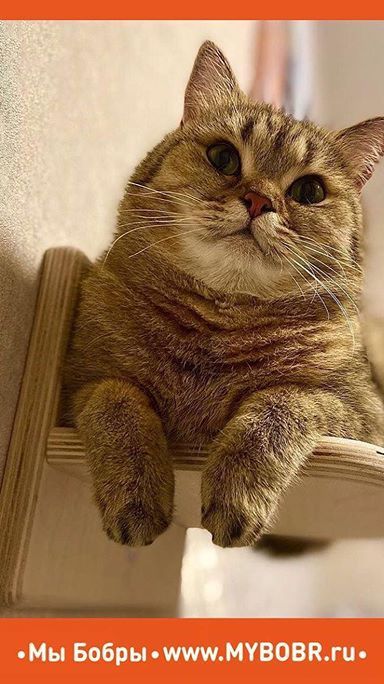 «Мы Бобры» — маленький семейный мир