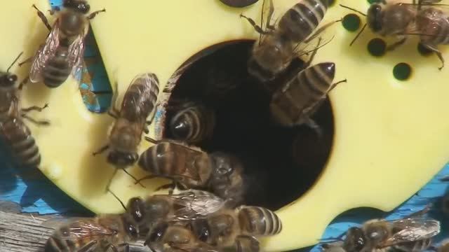 Насекомые и пауки твоего сада