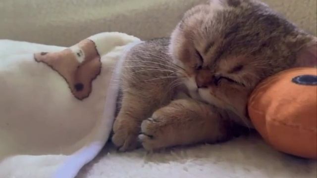 Спит сладко