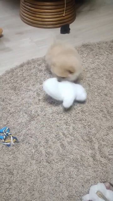 Теремок маловат.