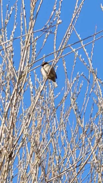славная птичка на дереве поёт
