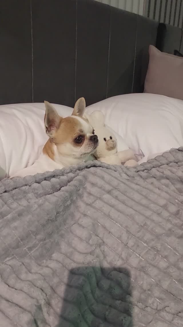 #ЧихуахуаРеди❤️МУЛЬТФИЛЬМ МАША И МЕДВЕДЬ