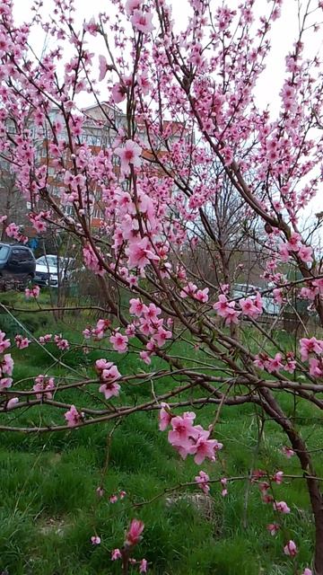 VID_20260405_063410.mp4