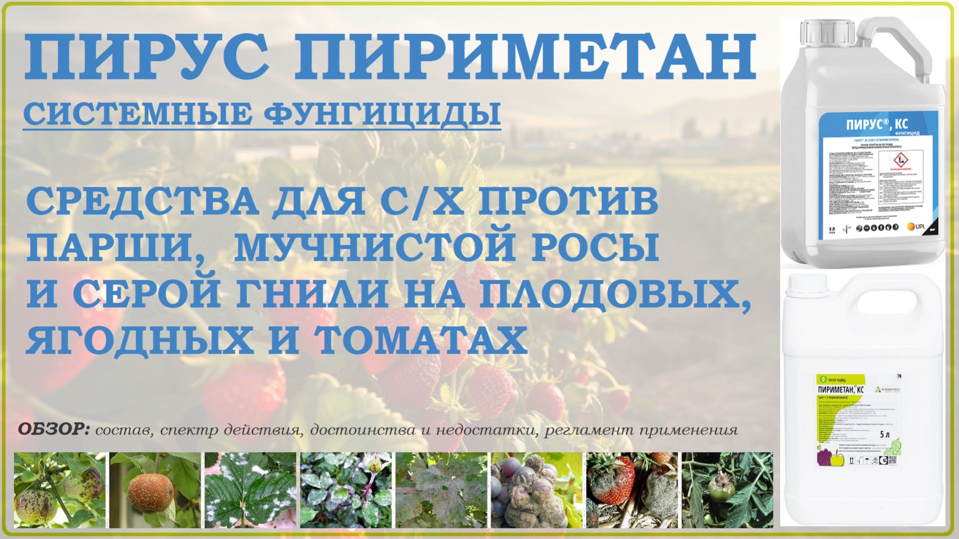 Пирус и Пириметан  средства от парши мучнистой росы и серой гнили плодовых винограда и овощей
