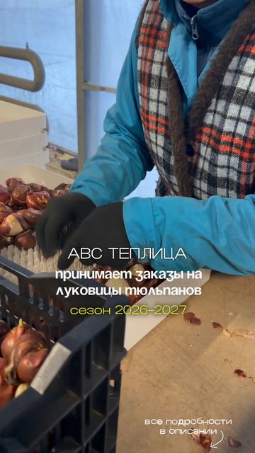 Луковицы тюльпанов ОПТом. Продажа луковиц тюльпана. Выгонка тюльпанов.