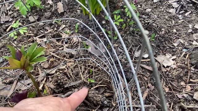 08-04-2026. Обход сада.