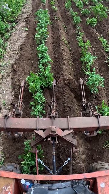 Окучиваю картофель