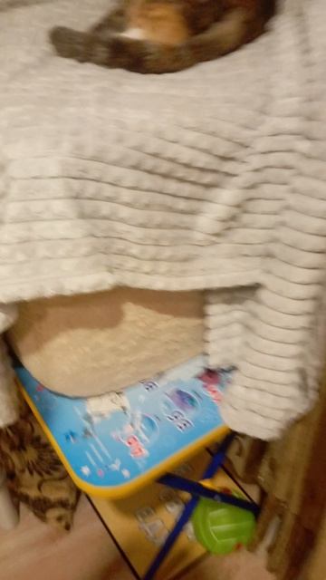 1000005549.mp4 обзоры в доме кошки Нюси