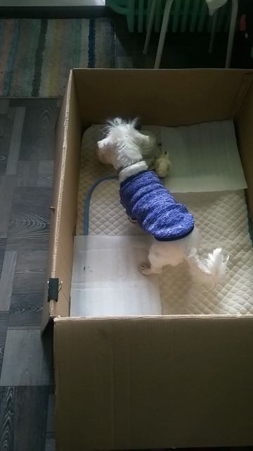 великое переселение