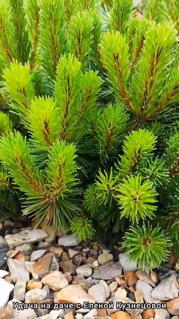 Вырастить шикарный клематис. ЗАКАЗАТЬ РАСТЕНИЯ 👉 Https://КУПИЦВЕТОК.РФ