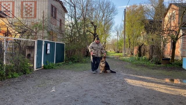 Немецкая овчарка 9 месяцев Скай! Будни дрессировки