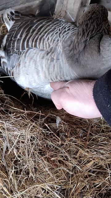 Гусыня села на гнездо 🪺 🪿