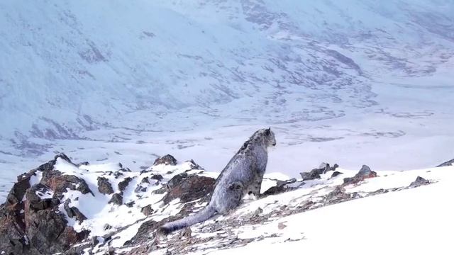 Ирбис после отдыха на снегу в Сайлюгемском нацпарке