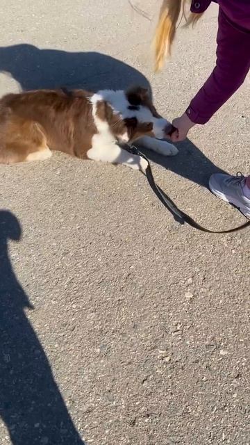 Клип @lapa35vologda