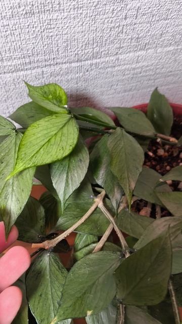 Хойя полинейра Сильвер. Черенки  в Излишках . Альбомы с Излишками в ВК и Одноклассниках.