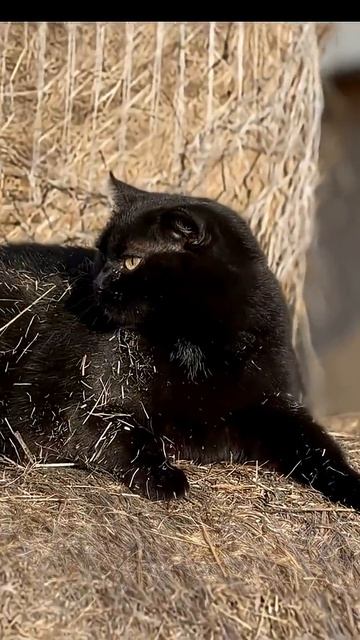 Кошки, коровки, сено